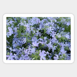 Mountain Phlox Sticker